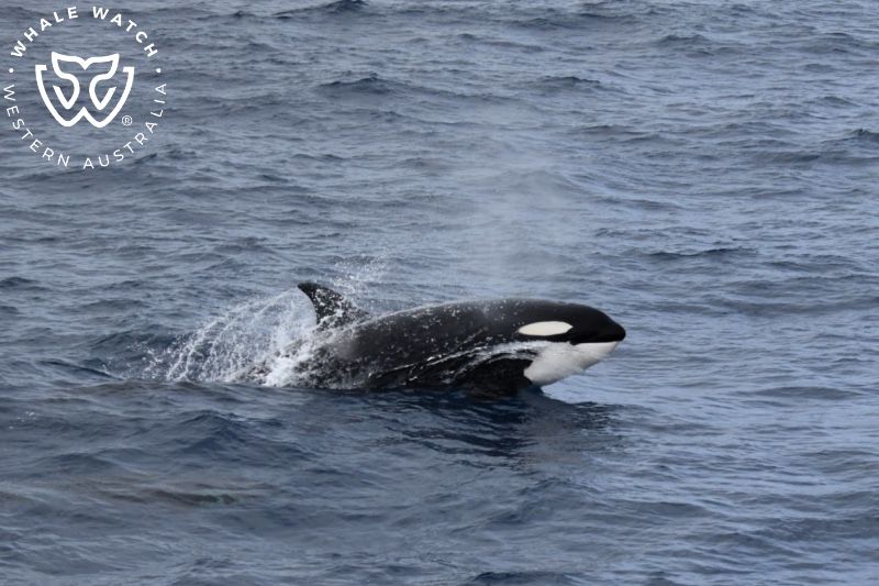 Whale Watch Western Australia