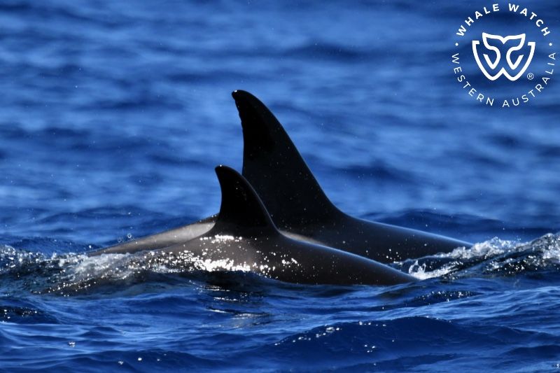 Whale Watch Western Australia