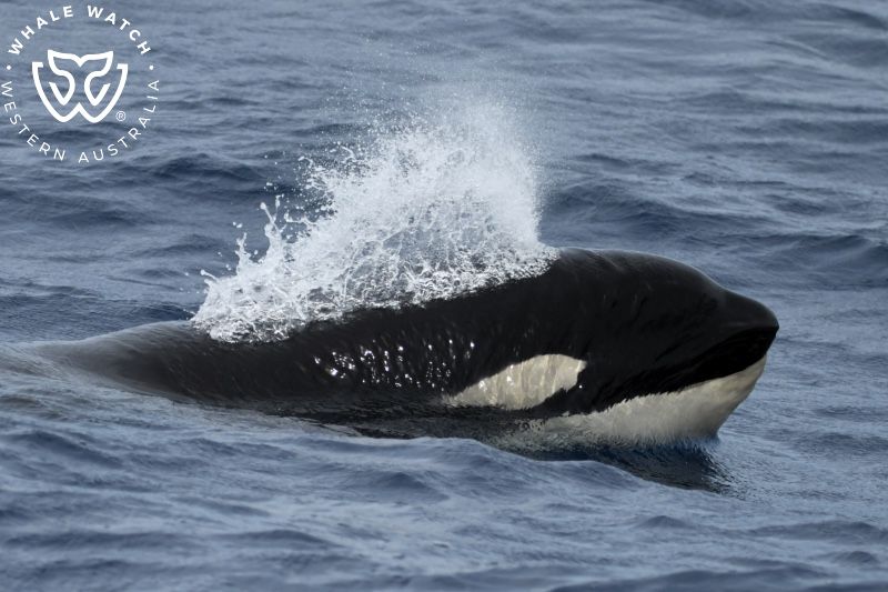 Whale Watch Western Australia