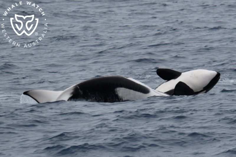 Whale Watch Western Australia