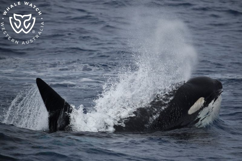 Whale Watch Western Australia