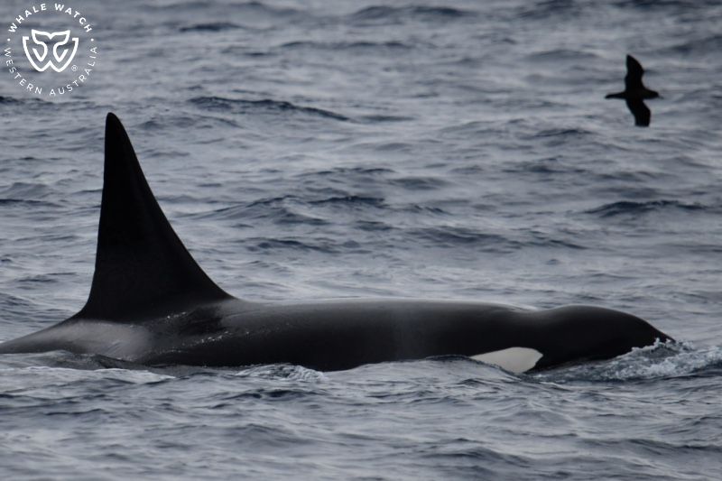 Whale Watch Western Australia