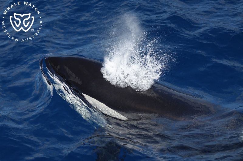 Whale Watch Western Australia