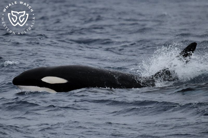 Whale Watch Western Australia