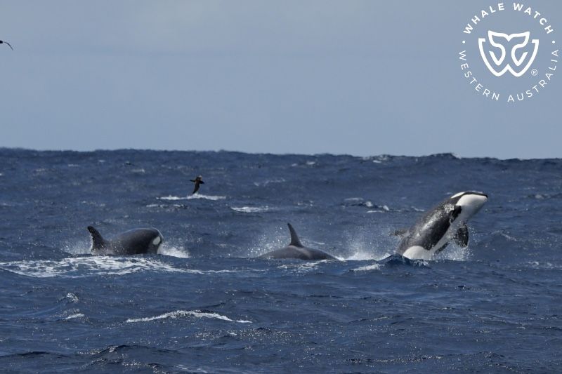 Whale Watch Western Australia
