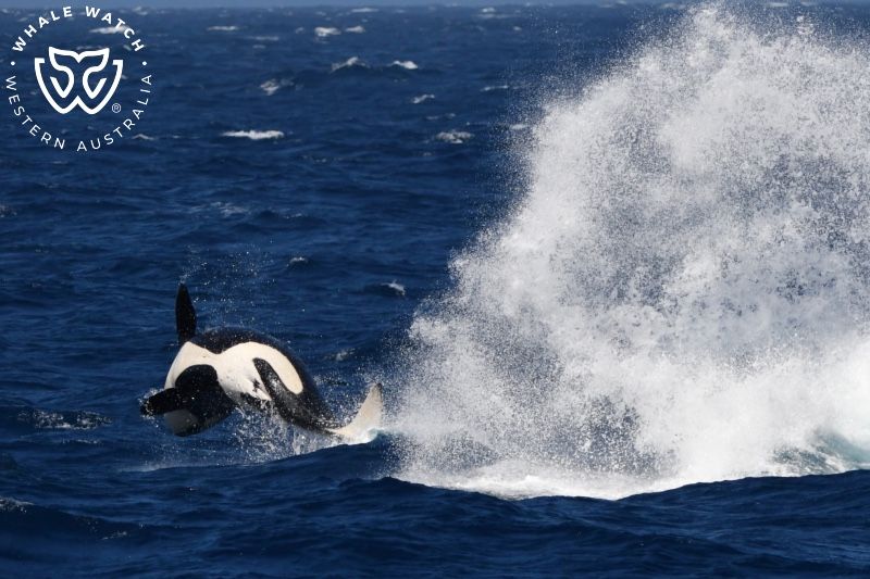 Whale Watch Western Australia