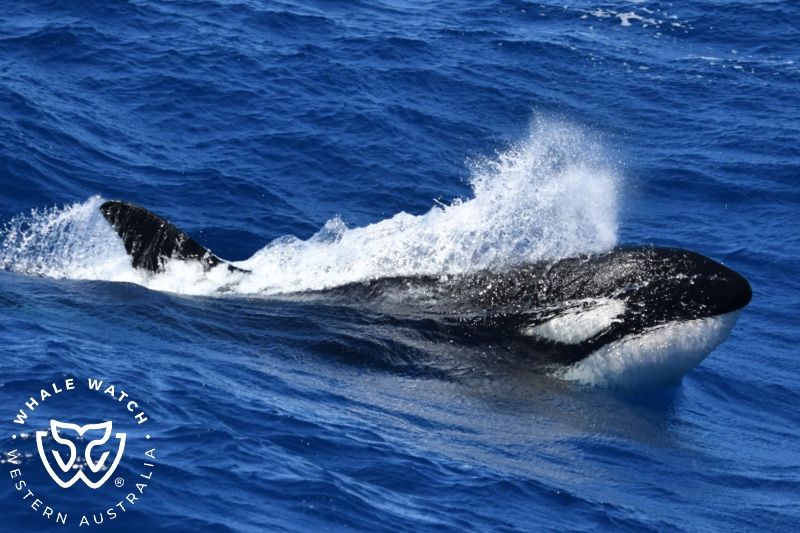 Whale Watch Western Australia
