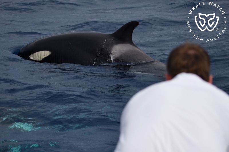 Whale Watch Western Australia