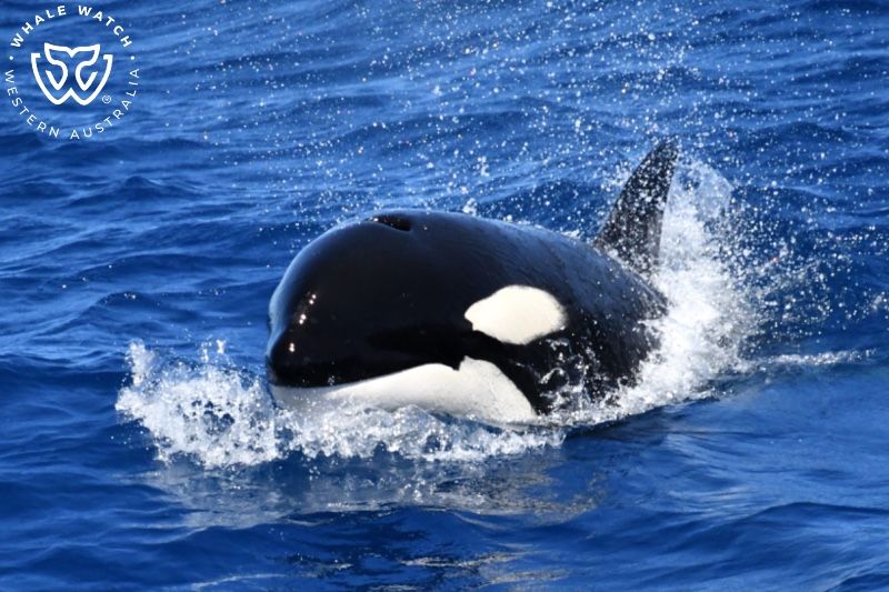 Whale Watch Western Australia