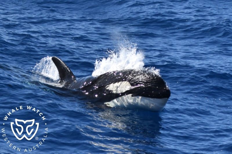 Whale Watch Western Australia