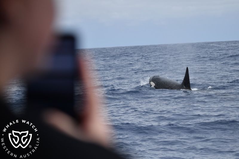 Whale Watch Western Australia