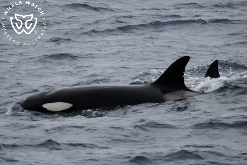 Whale Watch Western Australia