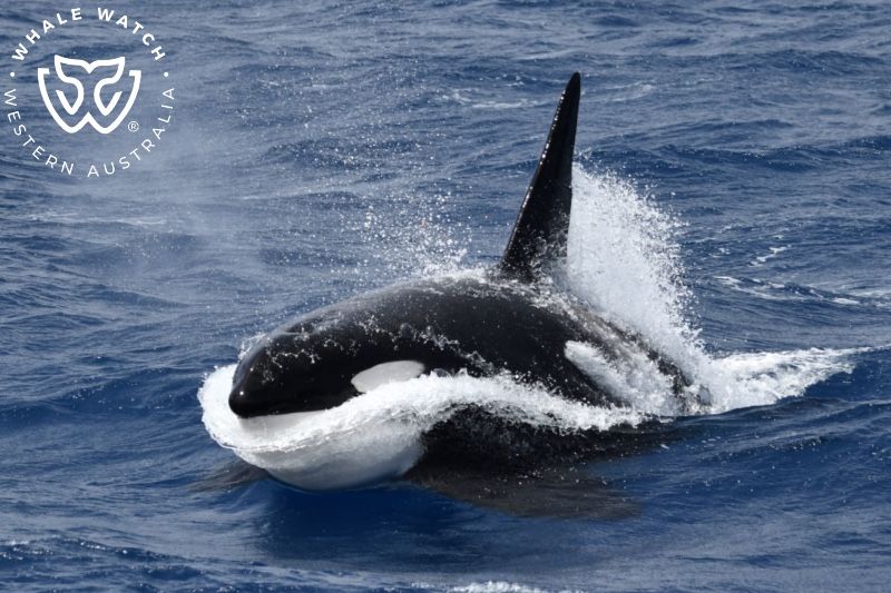 Whale Watch Western Australia