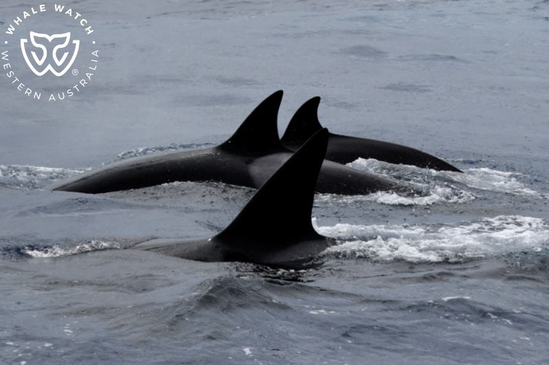 Whale Watch Western Australia