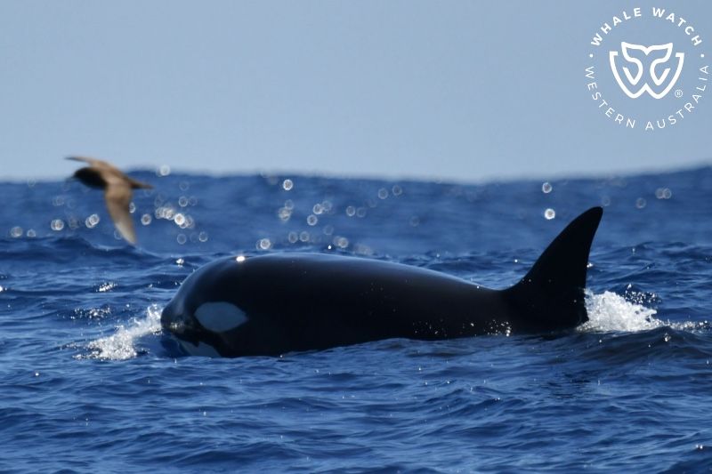 Whale Watch Western Australia
