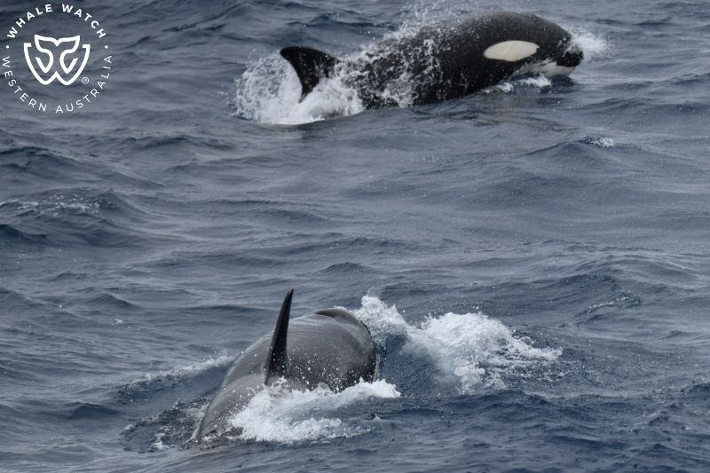 Whale Watch Western Australia