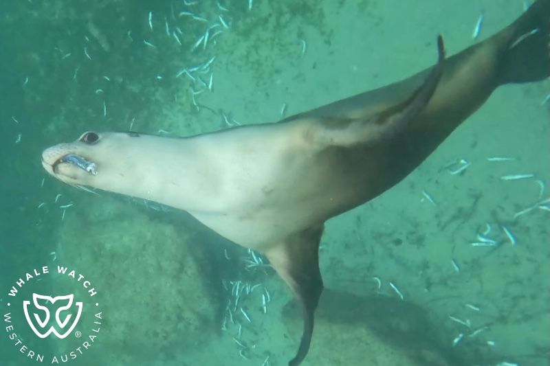Whale Watch Western Australia