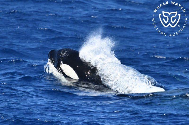 Whale Watch Western Australia