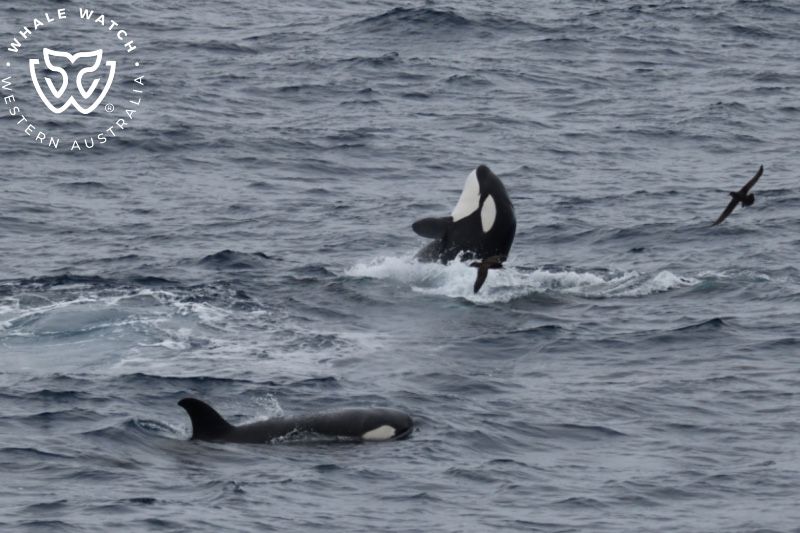 Whale Watch Western Australia
