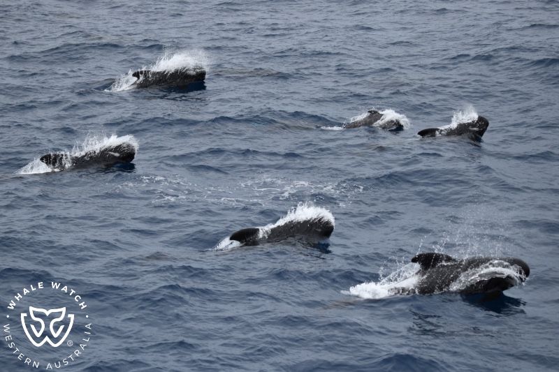 Whale Watch Western Australia