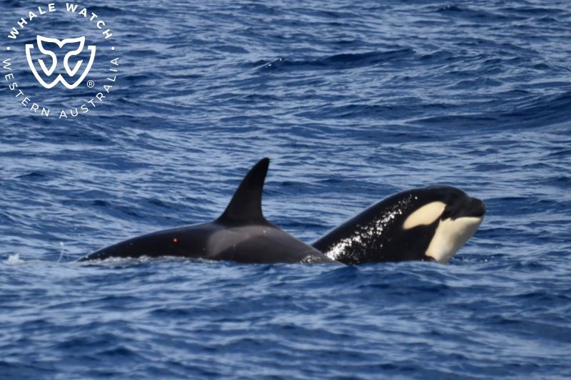 Whale Watch Western Australia