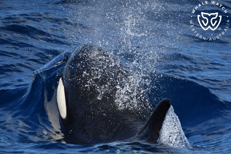 Whale Watch Western Australia