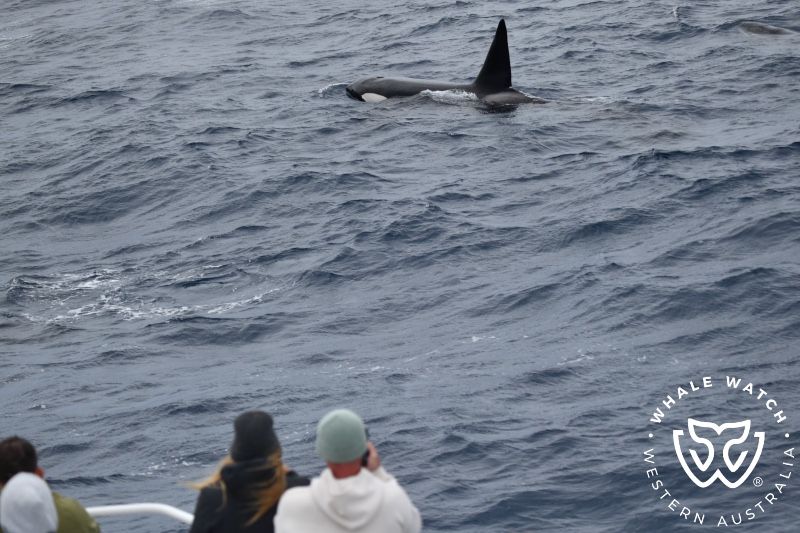Whale Watch Western Australia