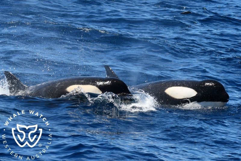 Whale Watch Western Australia