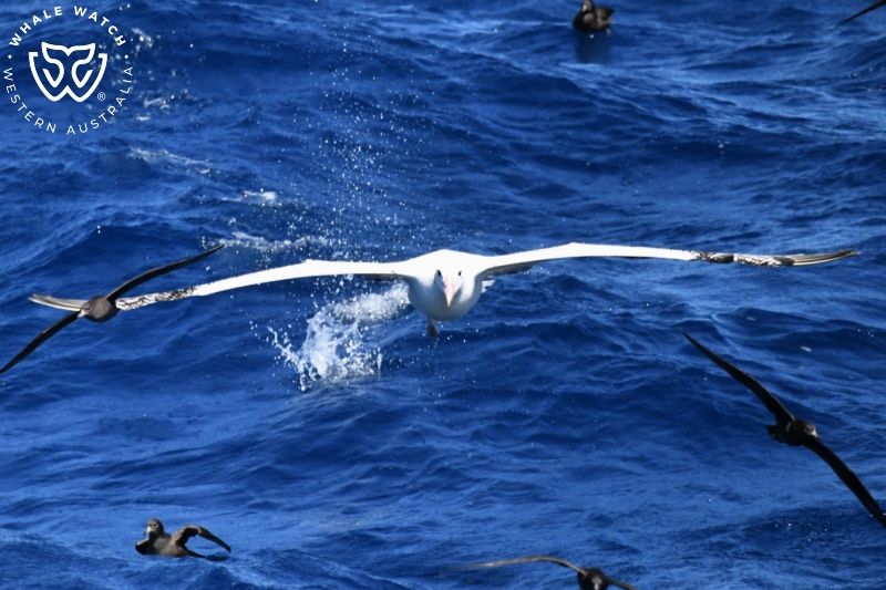 Whale Watch Western Australia