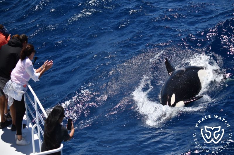 Whale Watch Western Australia
