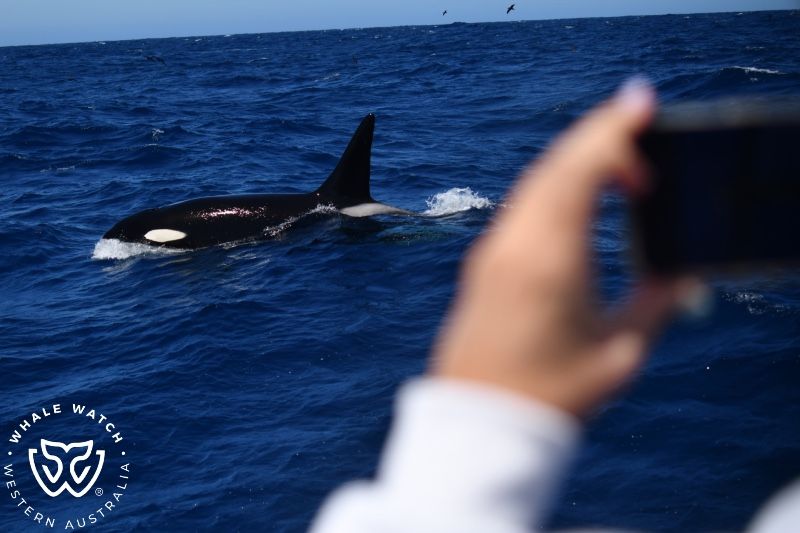 Whale Watch Western Australia