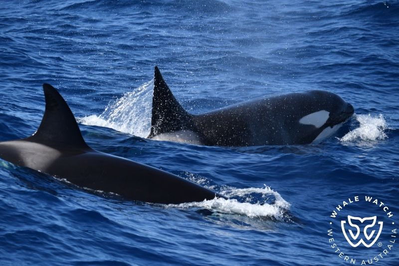 Whale Watch Western Australia