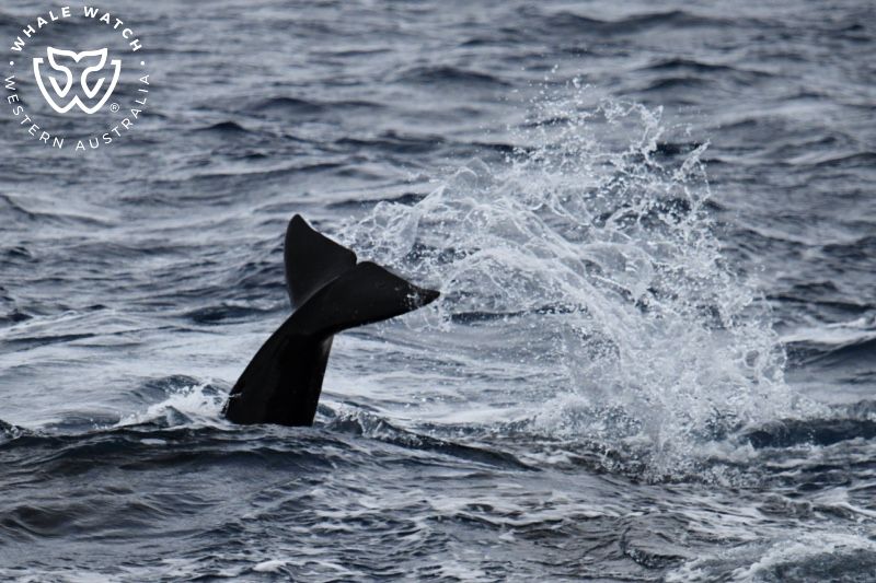 Whale Watch Western Australia