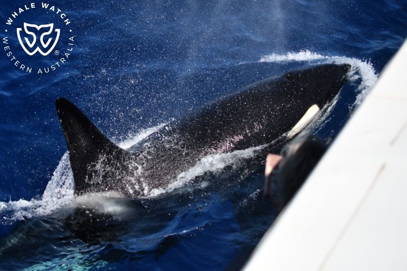 Whale Watch Western Australia