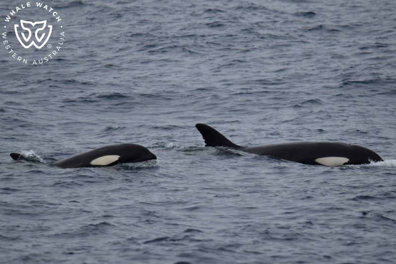 Whale Watch Western Australia