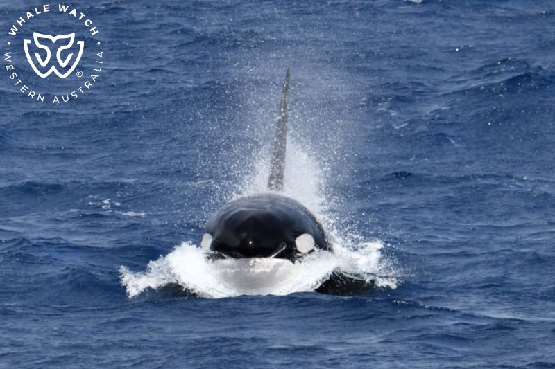 Whale Watch Western Australia