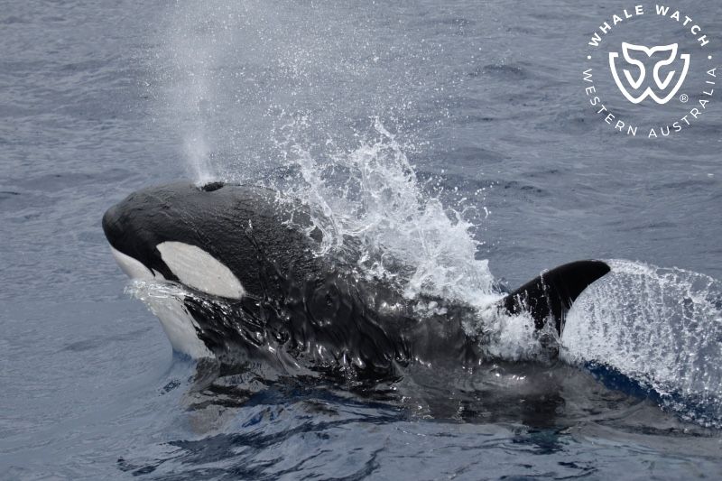 Whale Watch Western Australia