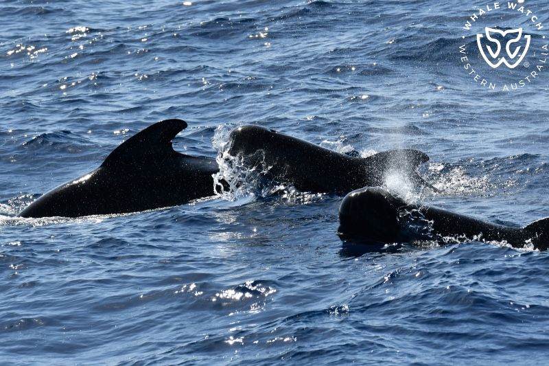 Whale Watch Western Australia