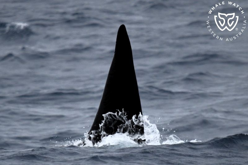 Whale Watch Western Australia