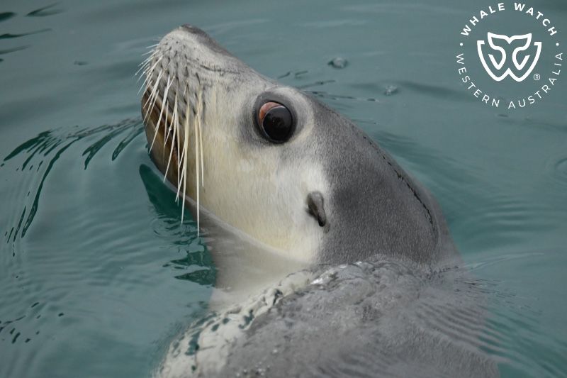 Whale Watch Western Australia