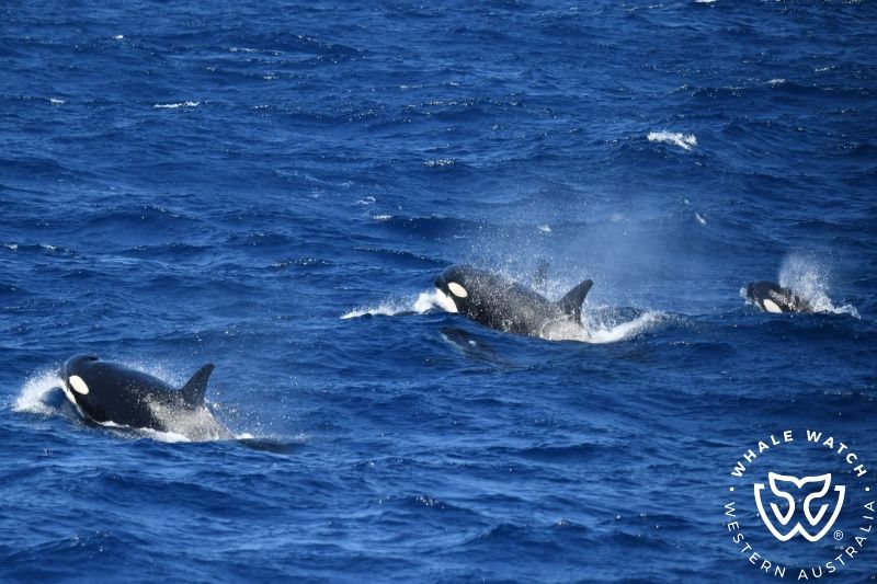 Whale Watch Western Australia