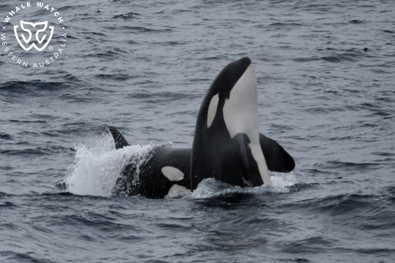 Whale Watch Western Australia