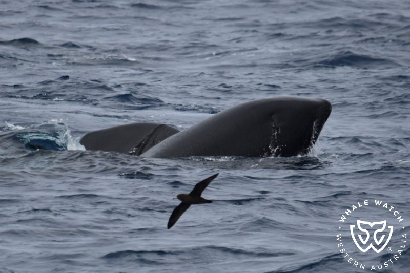 Whale Watch Western Australia