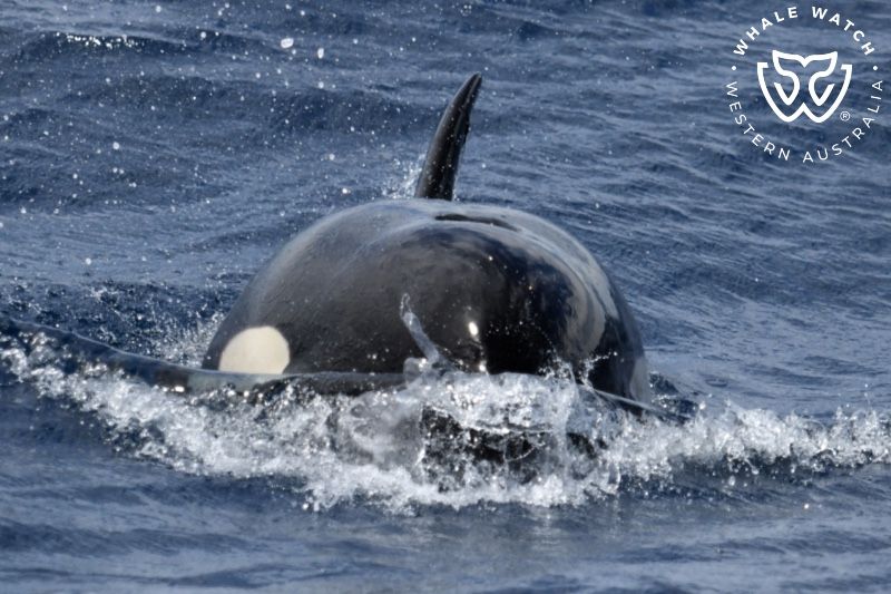 Whale Watch Western Australia