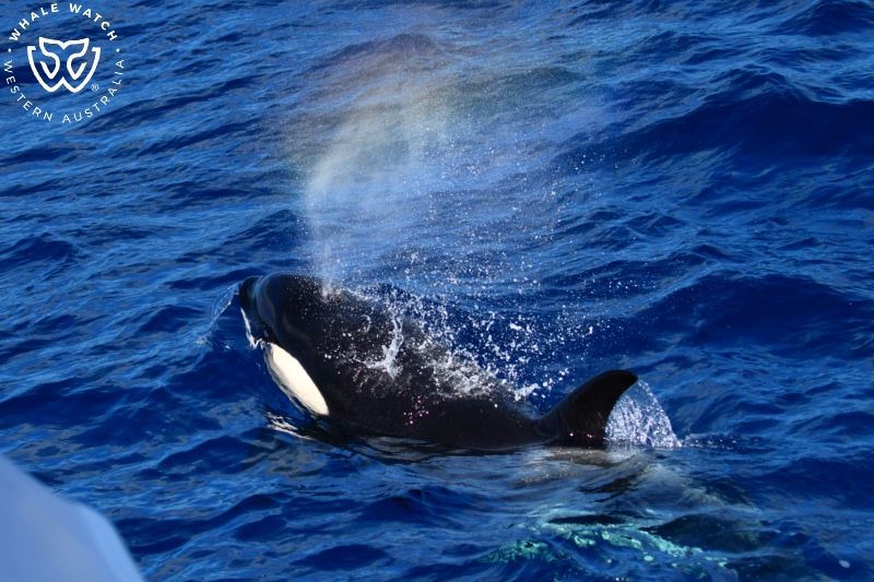 Whale Watch Western Australia