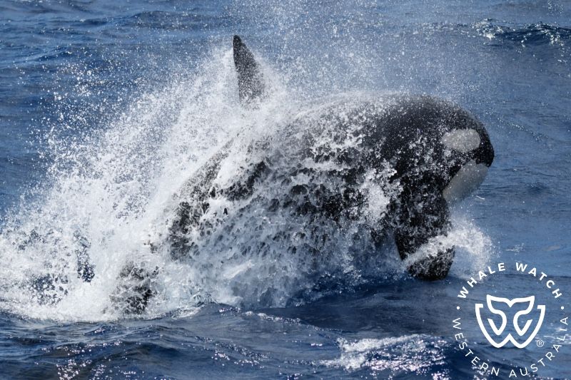 Whale Watch Western Australia