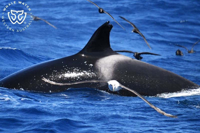 Whale Watch Western Australia