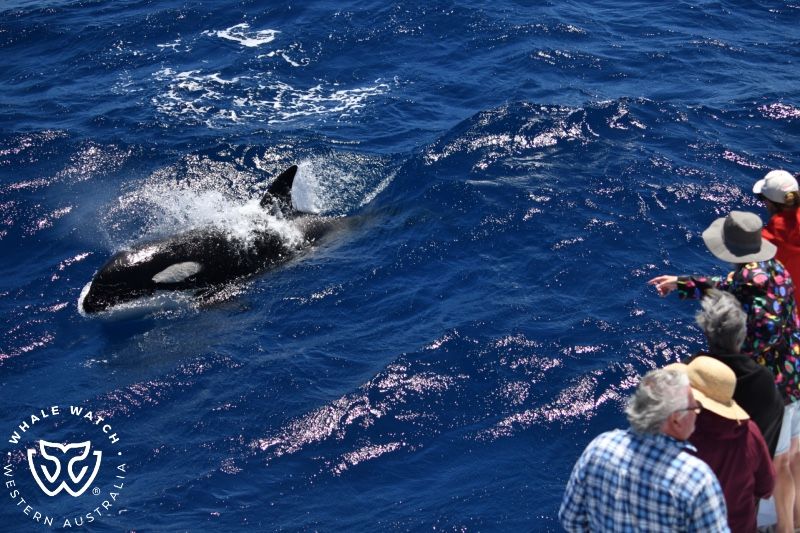 Whale Watch Western Australia