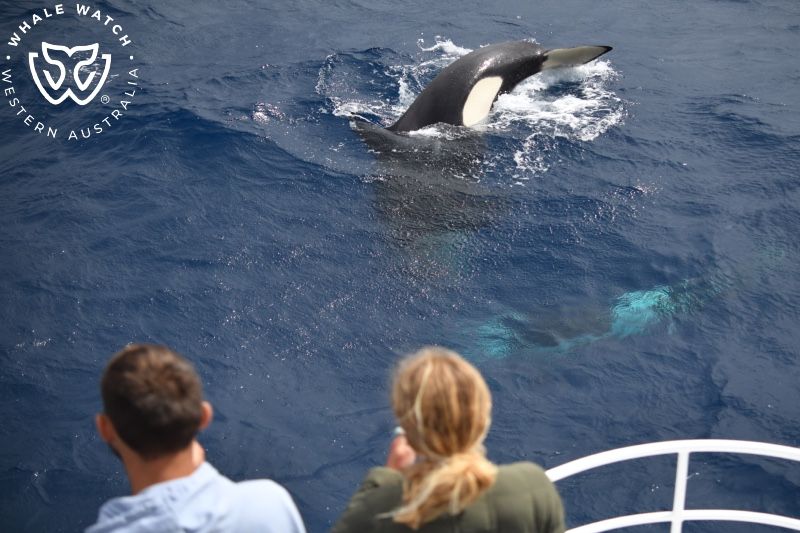 Whale Watch Western Australia