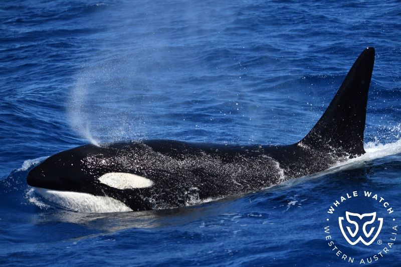 Whale Watch Western Australia